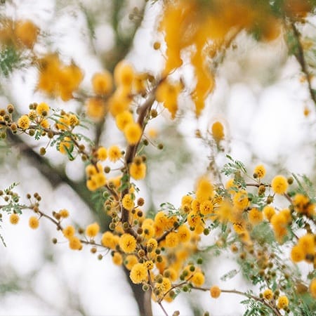 Mimosa flowers Baliartfurniture material categorie