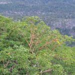 Material lenga wood tree Baliartfurniture