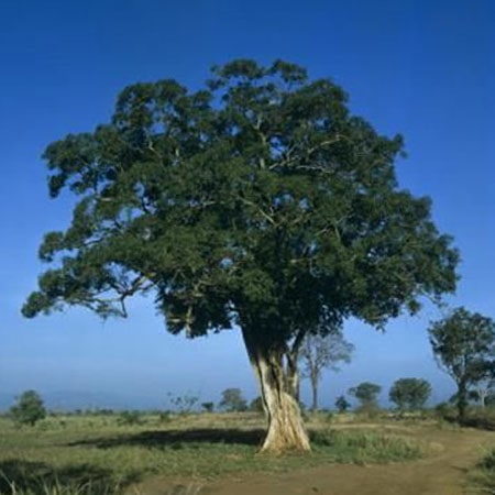 Rosewood tree baliartfurniture